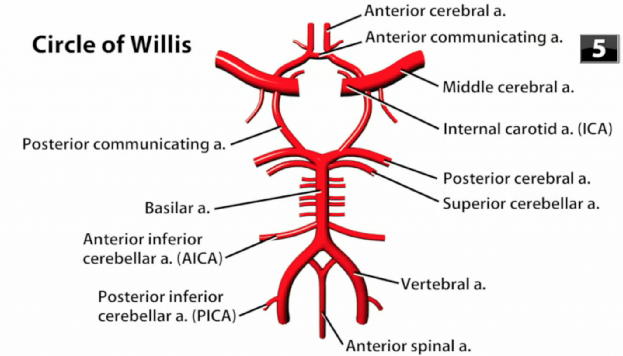 Arteries Diagram Labeled Simple Circle Of Willis Anatomy Diagram