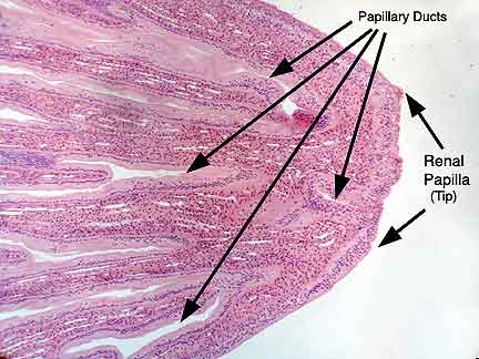 Vallate Papillae Labelled Histology