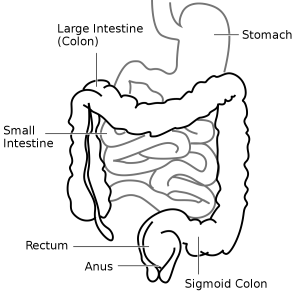 Sigmoid Colon - Function, Location and Related Conditions