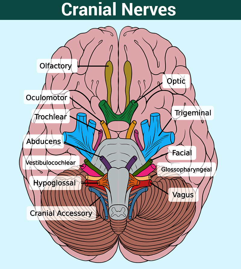 Cranial Nerves Function, Table, Anatomy and FAQs