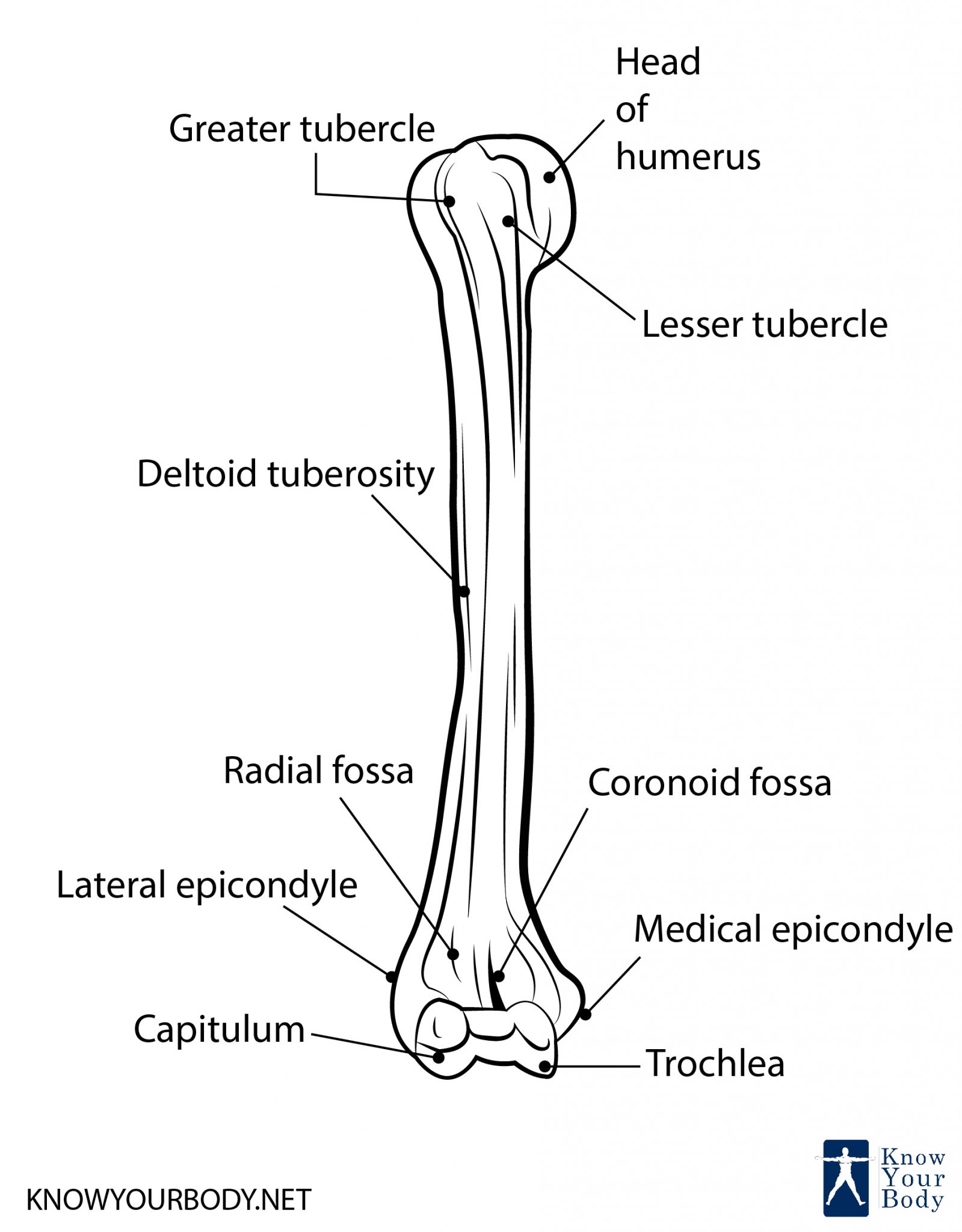 how to draw humerus bone diagram/humerus bone drawing 