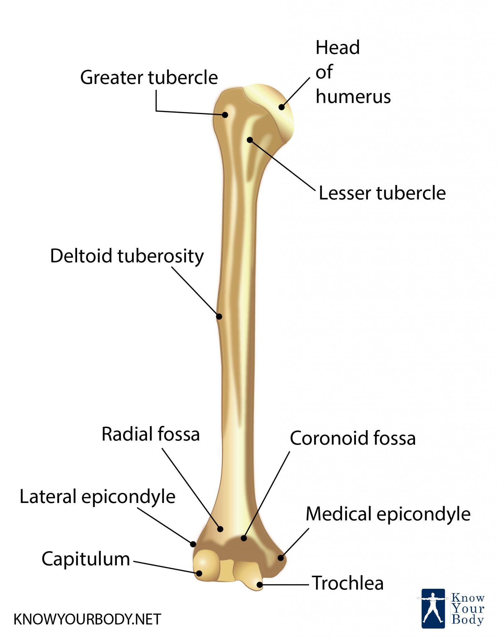 Humerus Bone Anatomy, Location, Function and FAQs
