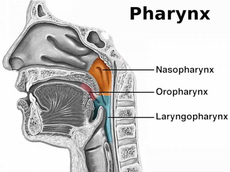Larynx And Pharynx Anatomy Human Head Anatomy Vector - vrogue.co