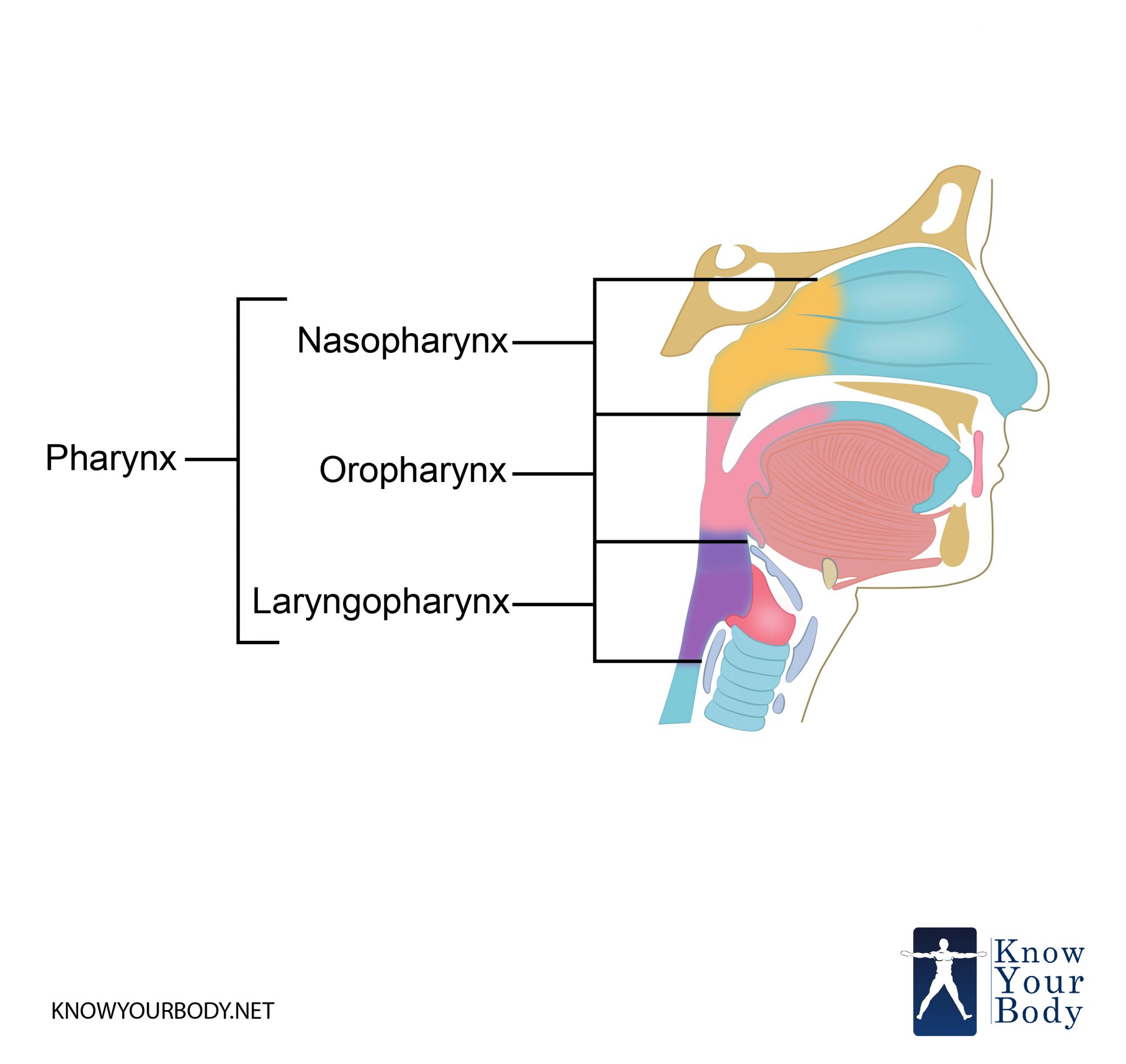 Pharynx Function, Location, Anatomy, Muscles and FAQs