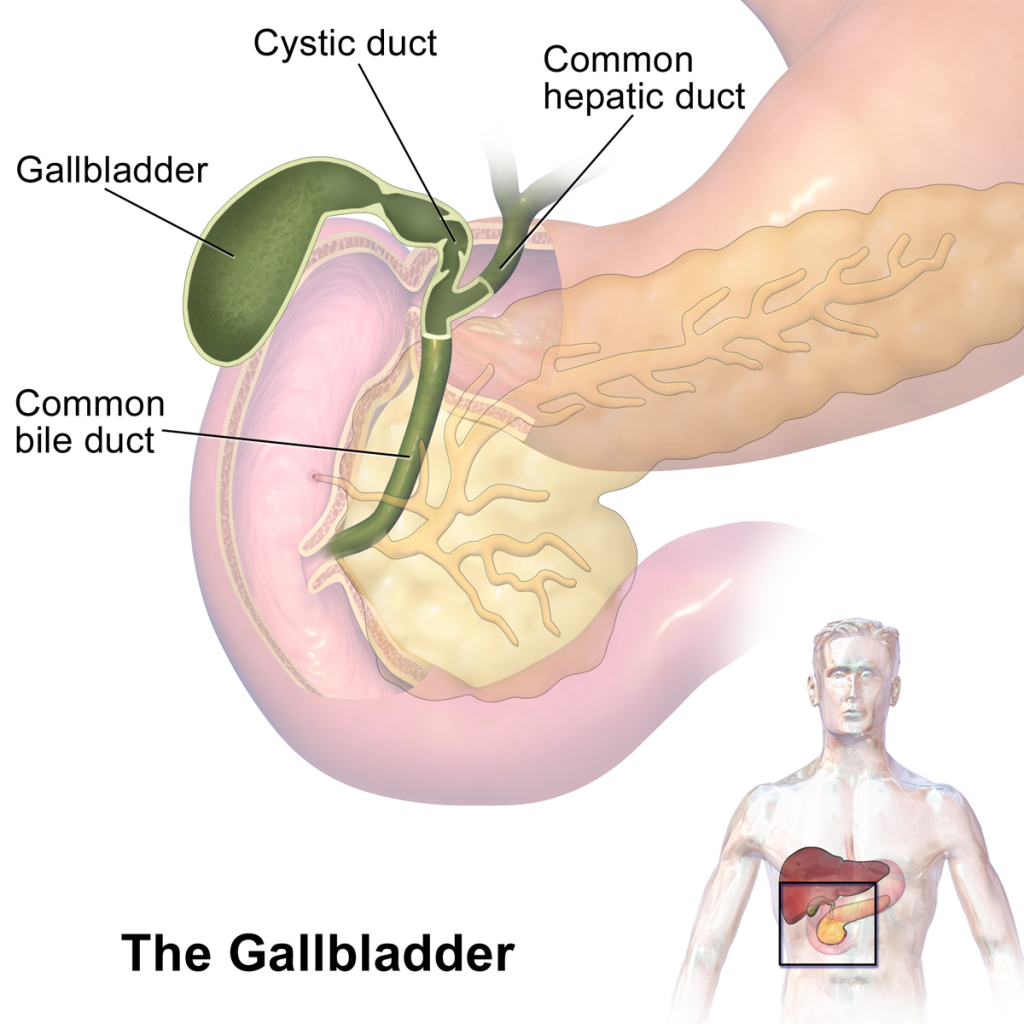 Gallbladder Location Function Anatomy Pictures And Faqs