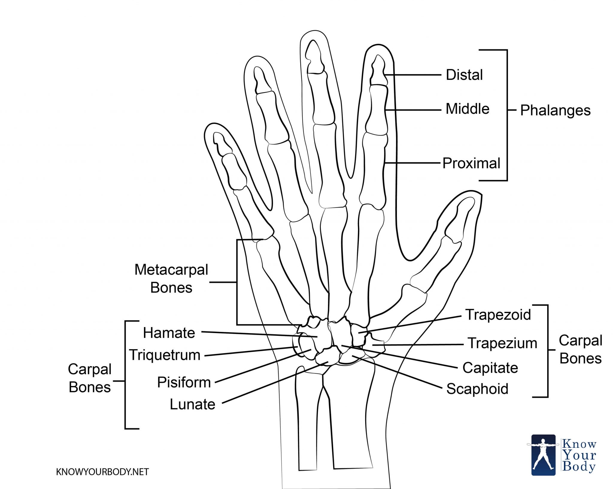 Hand Bones Anatomy, Structure and Diagram