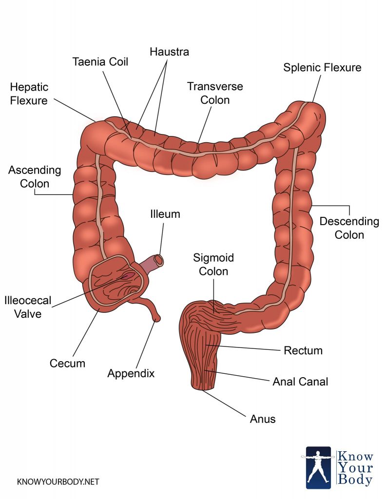 Large Intestine - Function, Parts, Length, Anatomy and FAQs