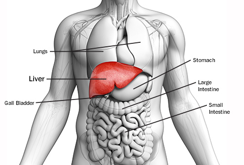 Liver - Location, Functions, Anatomy, Pictures, and FAQs