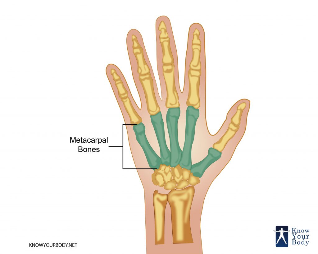 Metacarpal Bones - Anatomy, Structure, FAQs and Diagram