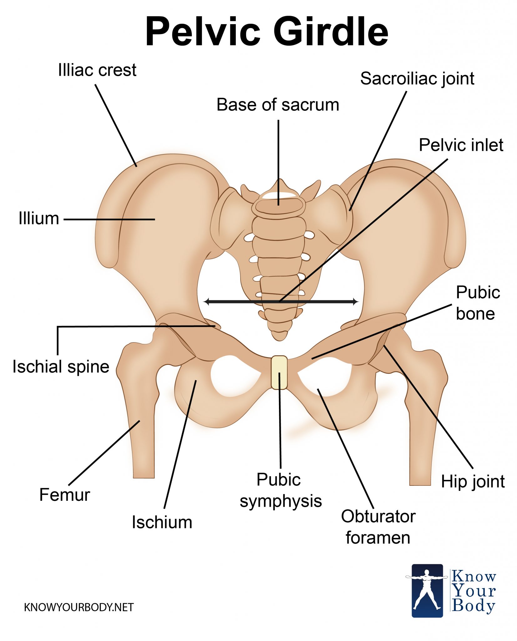 Pelvic Girdle - Bones, Function, Anatomy and FAQs
