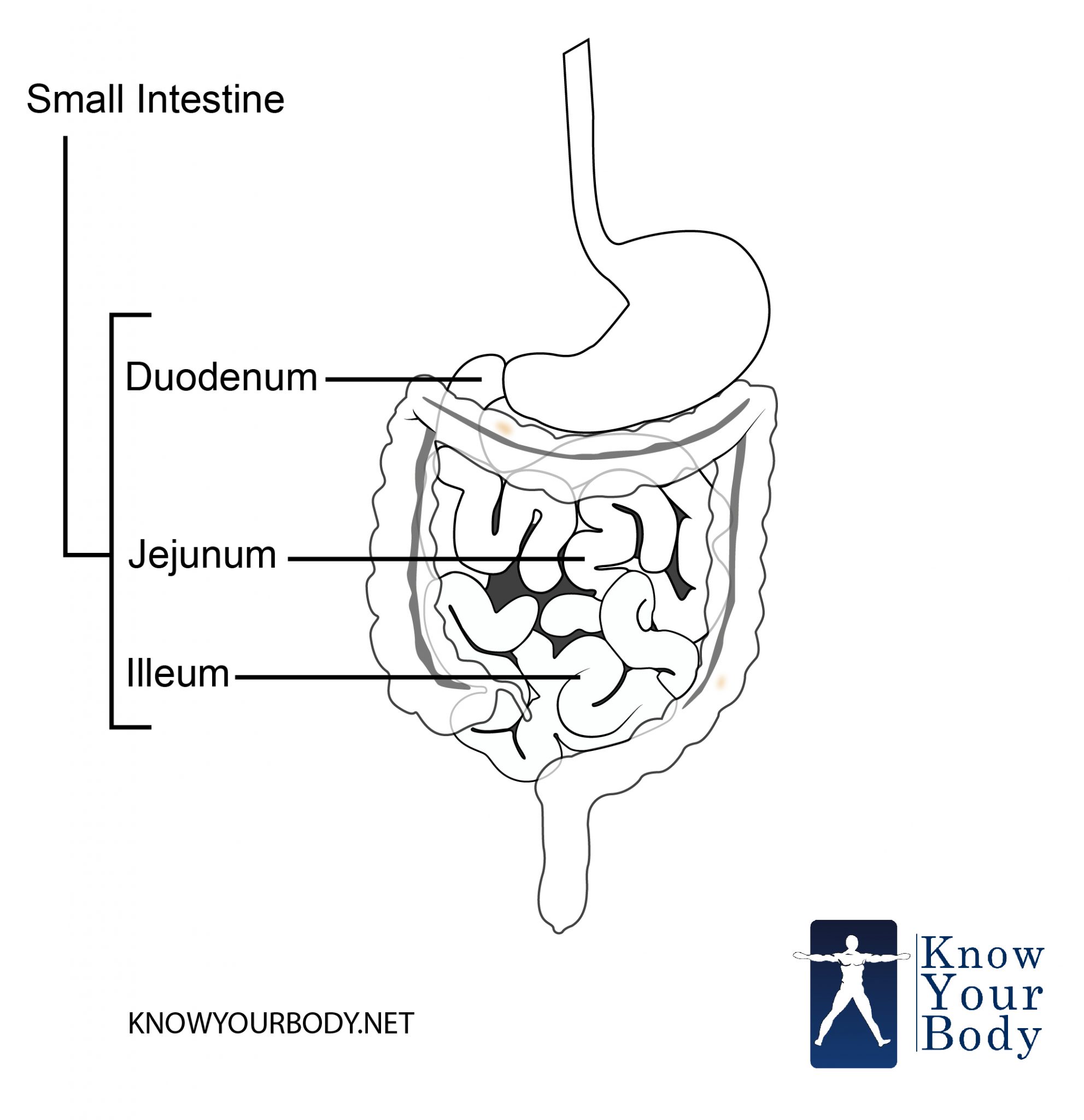 Small Intestine - Function, Anatomy, Location, Length and Diagram